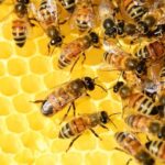 Realna poprawa kondycji, czyli produkty pszczele